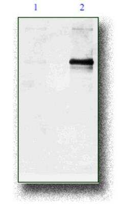 Western Blot: Phosphodiesterase 4A/PDE4A [p Ser686, p Ser688] Antibody [NB300-635]